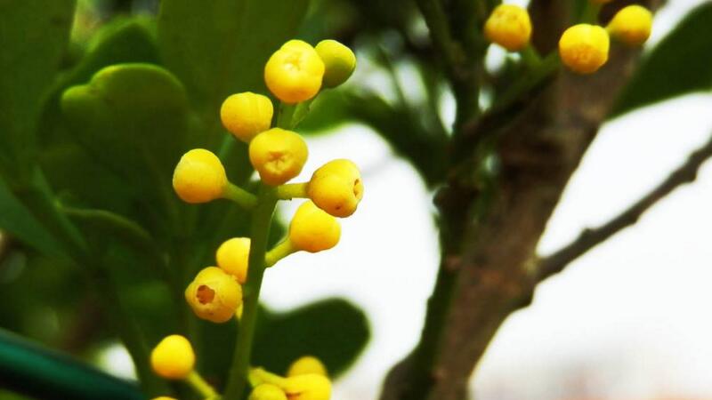 米蘭花的養殖方法