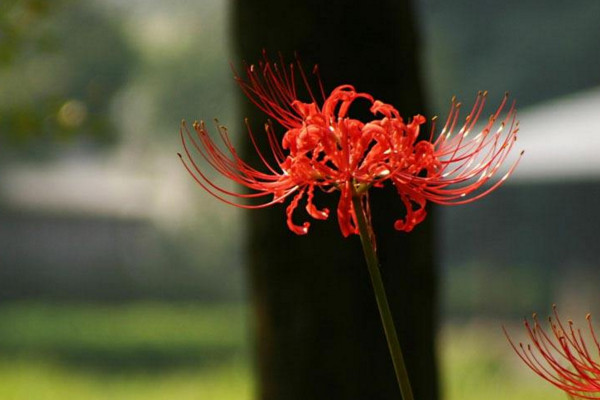 曼珠沙華的花語