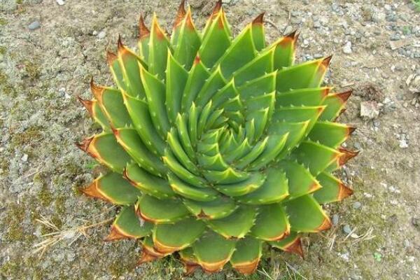 旋轉蘆薈種子怎么發芽