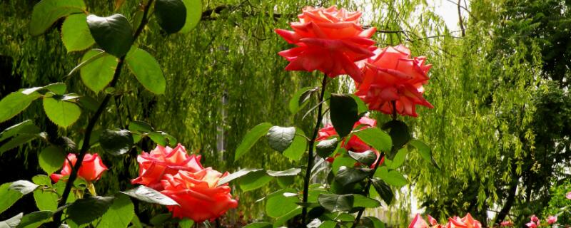 月季花不開花怎么辦
