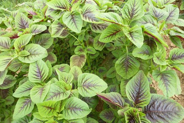 馬齒莧和馬莧菜一樣嗎