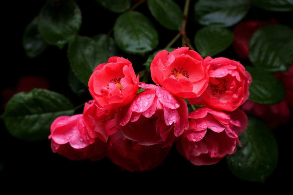 藤本薔薇的養殖方法