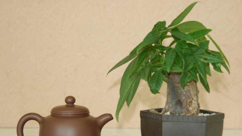 發(fā)財(cái)樹(shù)的修剪方法
