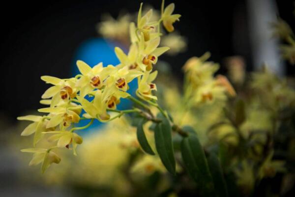 石斛開過花老枝怎么辦