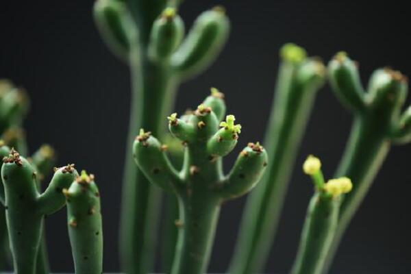 綠玉樹怎么繁殖