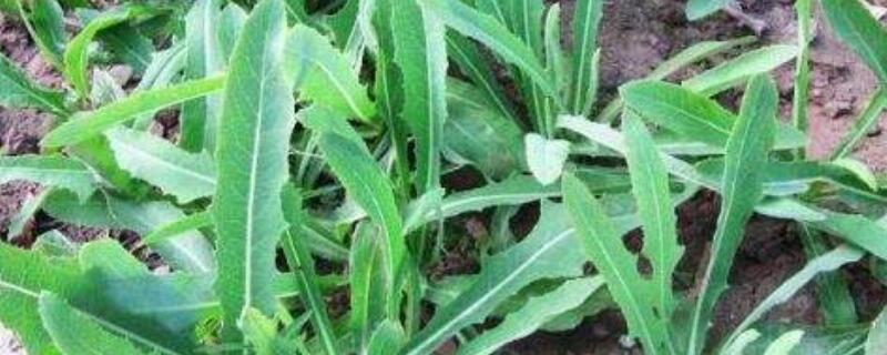苦苦菜和蒲公英的區別