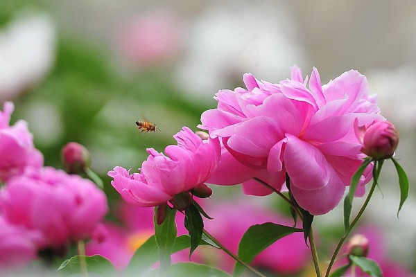 鮮切花芍藥花的養(yǎng)護(hù)