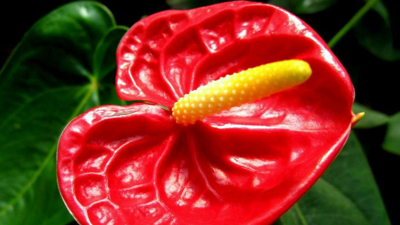 火鶴的養(yǎng)殖方法,火鶴花養(yǎng)殖有哪些注意事項(xiàng)