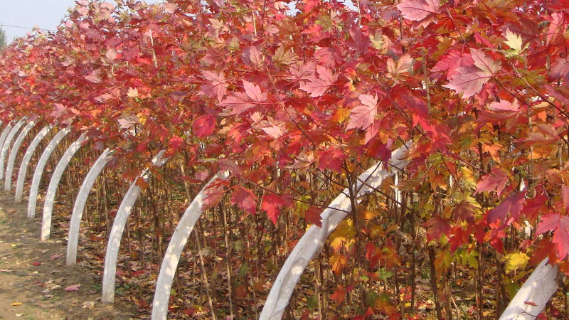 美國紅楓種植技術,種植紅楓要管理好施肥方式
