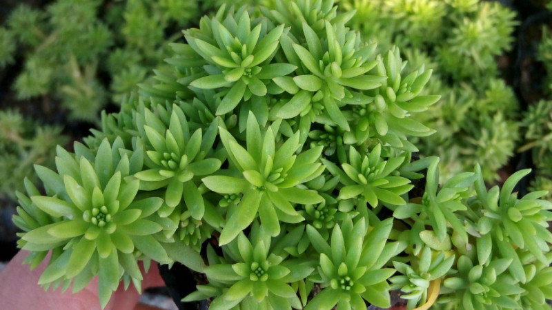佛甲草有毒嗎,佛甲草無毒可放心養(yǎng)殖