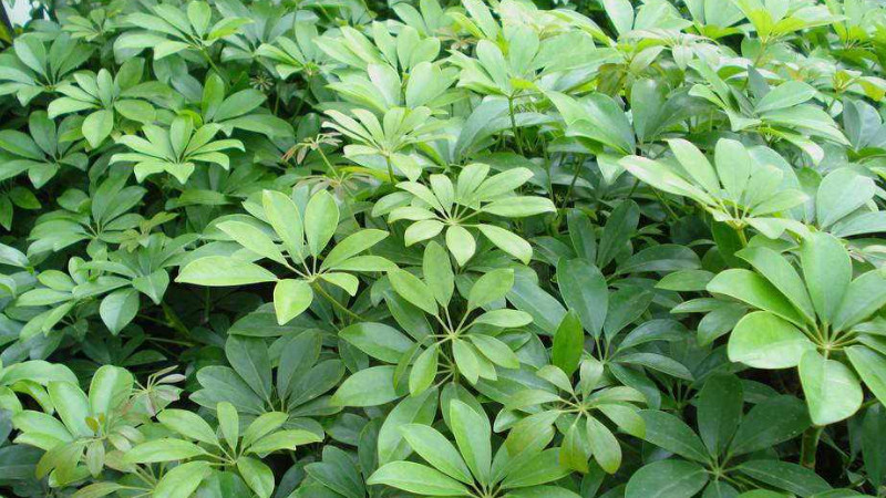 鵝掌柴怎么修剪,不同時(shí)期修剪方式有所不同