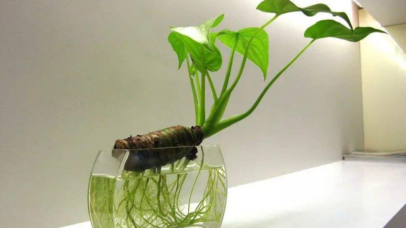 水培綠蘿的養殖方法,綠蘿水培怎么養