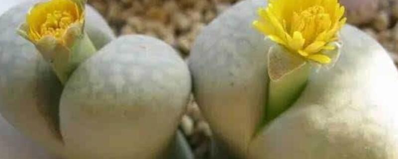 屁股花長高了怎么辦