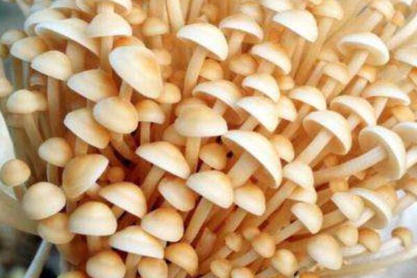 銀針菇和金針菇的區別