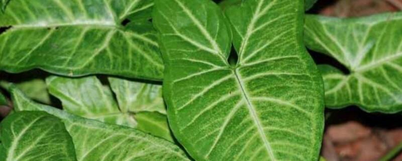 合果芋的功效與作用
