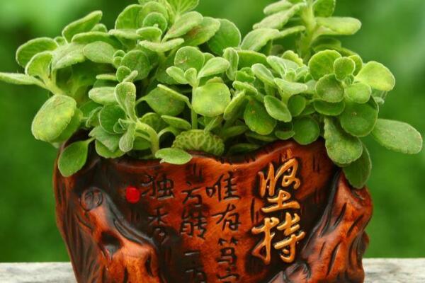 一抹香開花嗎
