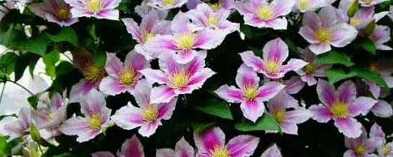 鐵線蓮發芽后怎樣施肥