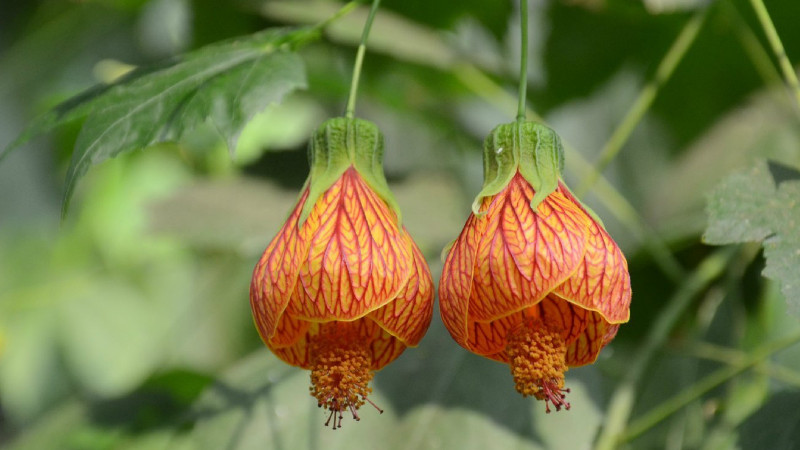 金鈴花怎么修剪
