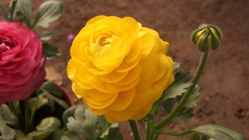 花毛茛怎么修剪