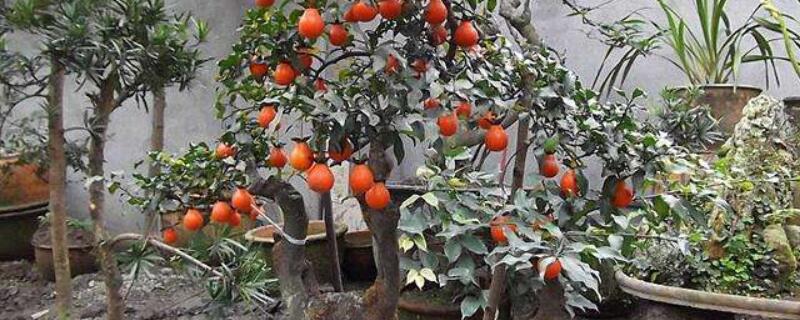 金彈子小苗移栽后養(yǎng)護(hù)