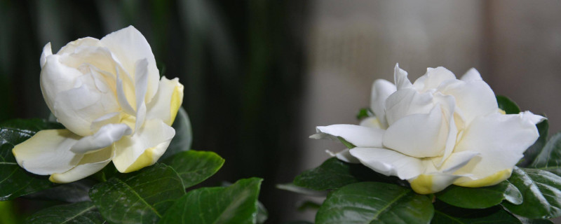夏天怎樣養小葉梔子花