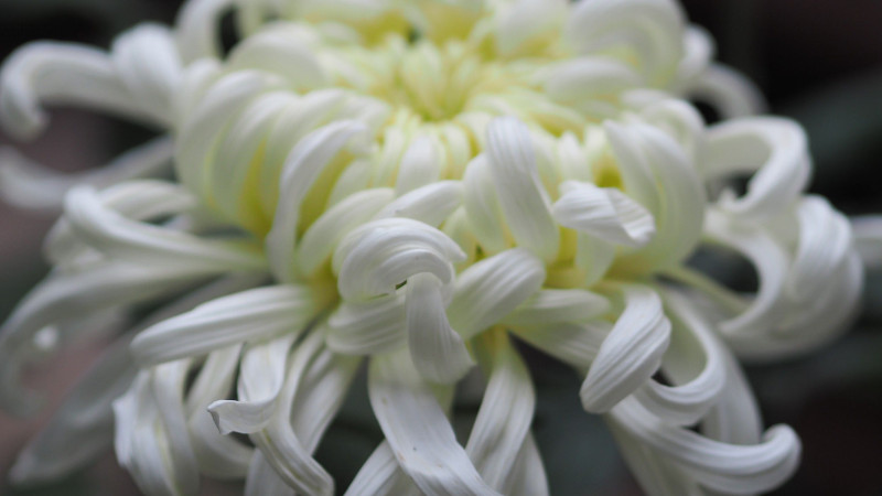 菊花怎么換盆