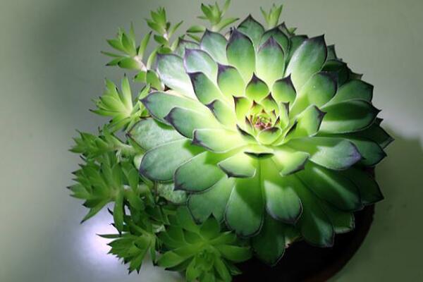 觀音蓮怎么嫁接