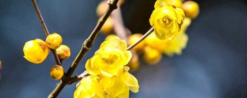 冬月開什么花