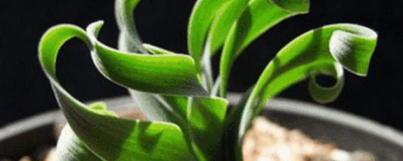 彈簧草怎么種植