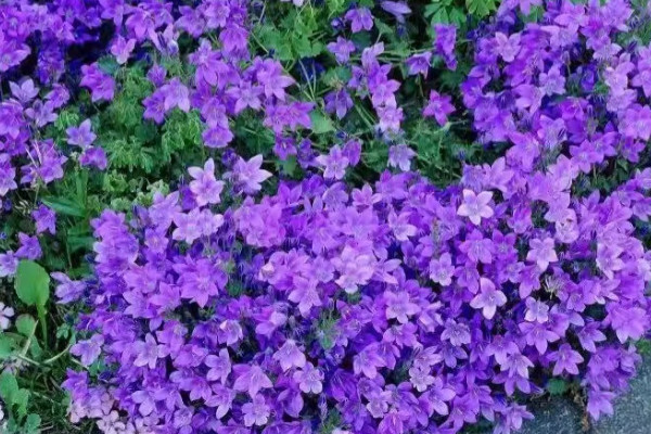 丹麥風(fēng)鈴花怎么繁殖