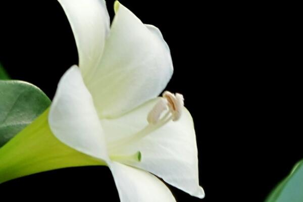 灰莉怎么不開花