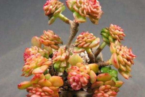 蠟?zāi)档どx(chóng)了怎么辦