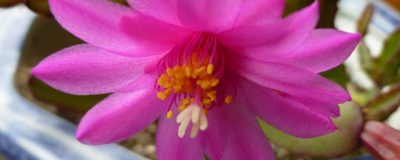 落花之舞怎么養