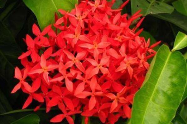 龍船花夏天怎么養(yǎng)護(hù)
