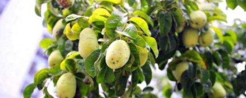 北方木瓜樹怎么養護