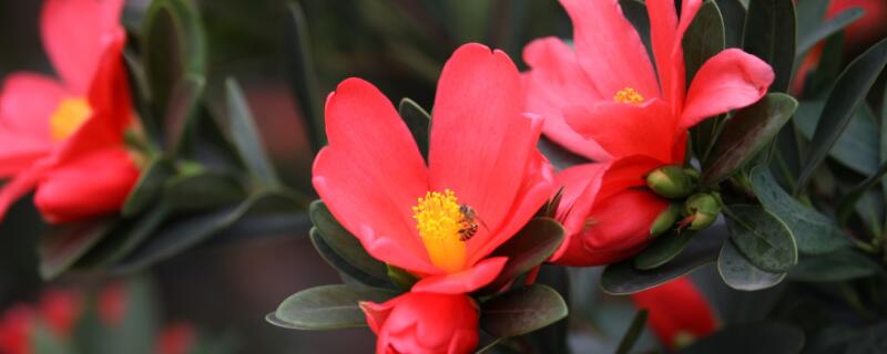 四季紅山茶怎么過冬