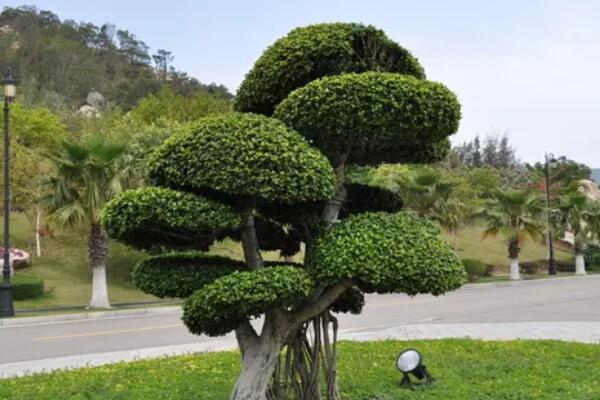 如何種植小葉榕
