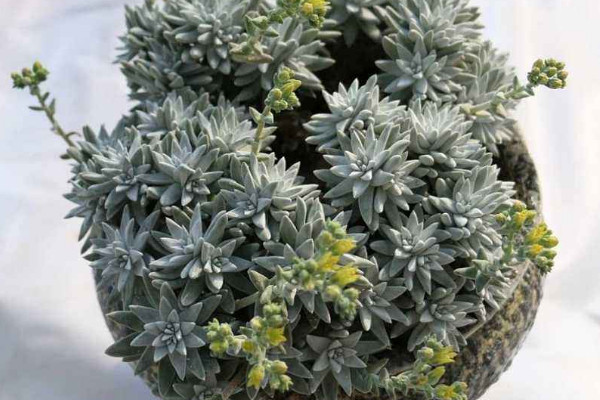 怎樣促進白菊分頭