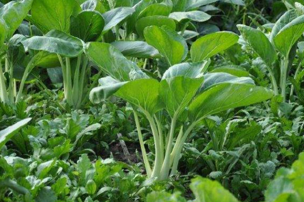 怎樣栽青菜