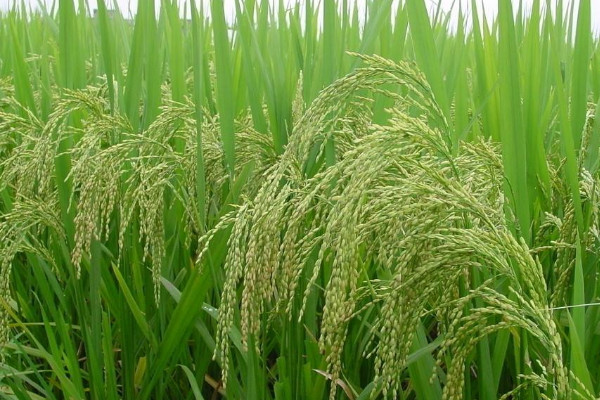 水稻種植技術與管理