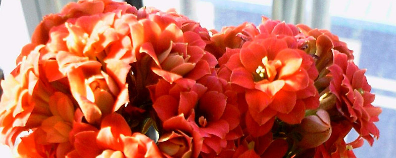 長(zhǎng)壽花葉片發(fā)紅發(fā)軟怎么回事