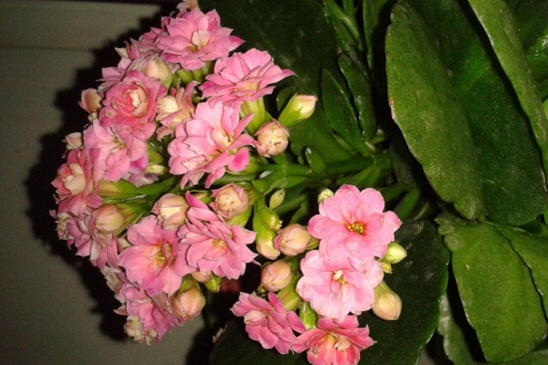 長壽花葉子太密要摘嗎