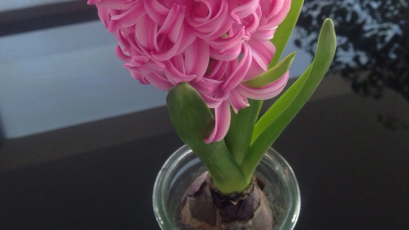 風信子什么時候開花
