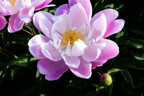芍藥花夏季怎么保養