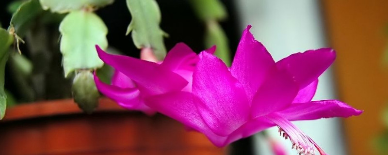 蟹爪蘭冬天開花怎么養(yǎng)