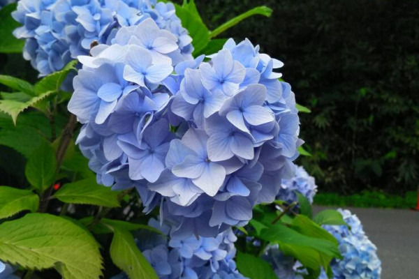 繡球花夏天40度怎么養
