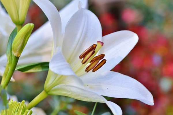 百合花養殖方法和注意事項