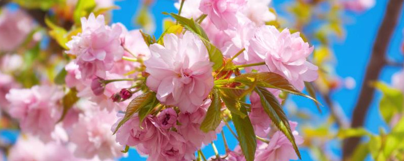 櫻花樹怎樣培育幼苗