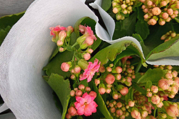 長(zhǎng)壽花秋季能移盆嗎