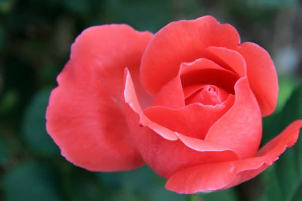 月季冬天開花嗎